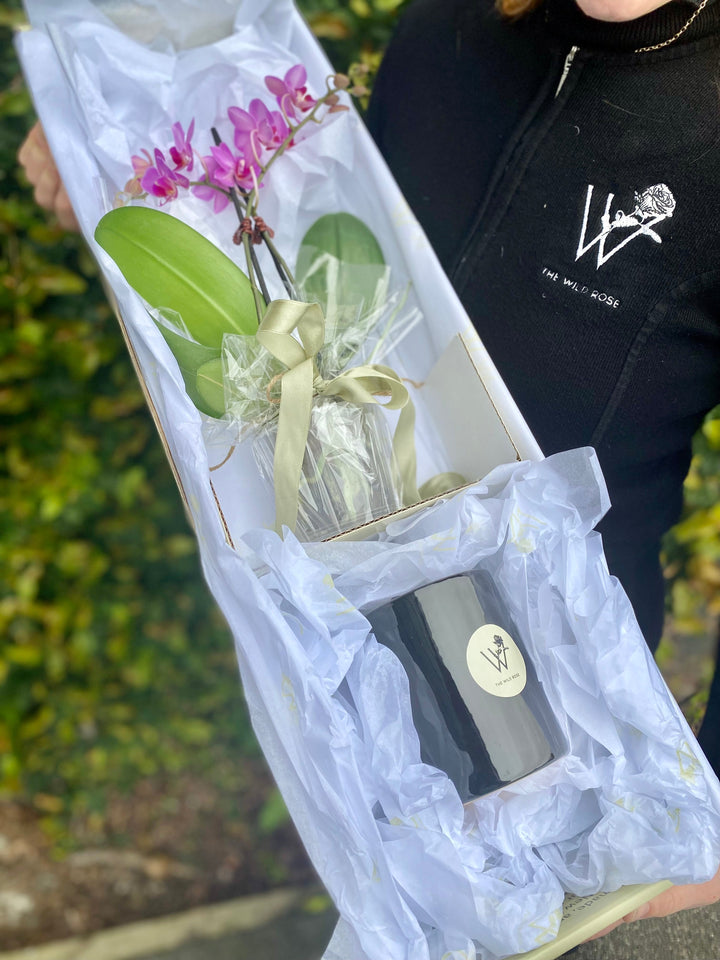 Orchid Plant Gift Box